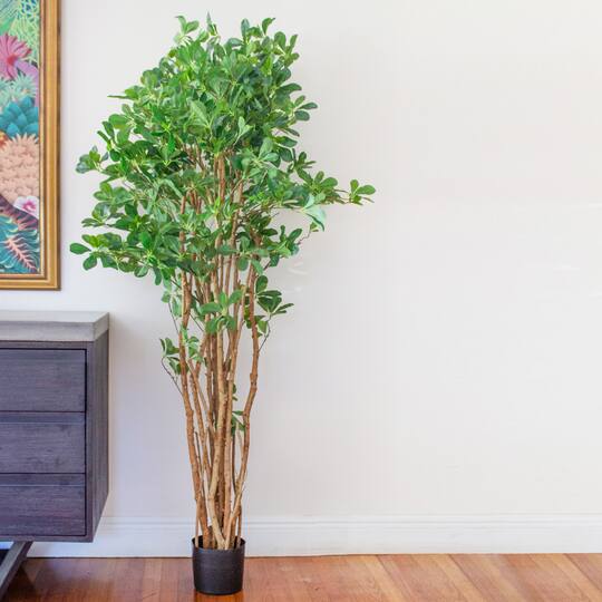6ft. Potted Black Olive Tree